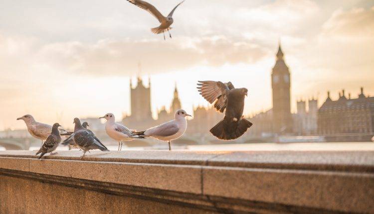 birds-flying-london-34628